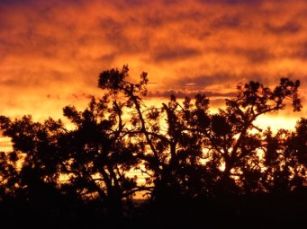 Juniper Fiery Sky
