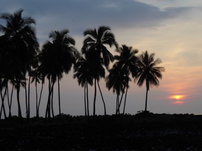 Hawaii Palm Sunset