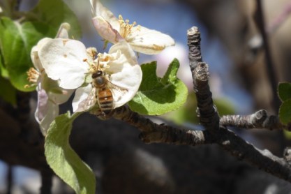 Bee in apple blossom