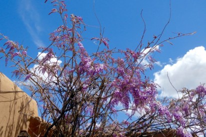 Wisteria Apr018 – Version 2