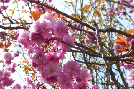Cherry Blossoms – Version 2
