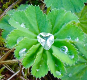 Heart Dewdrop2