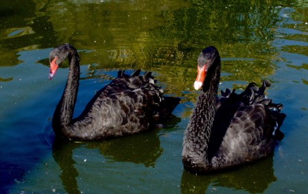 Black Swans – Version 2